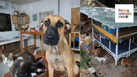 pasay city animal shelter